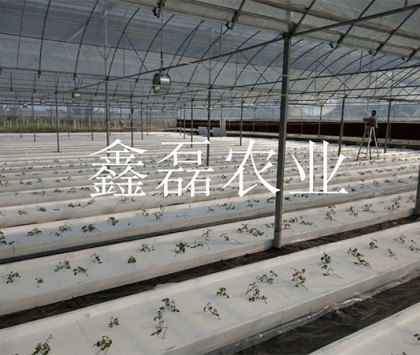 花卉、育苗基地