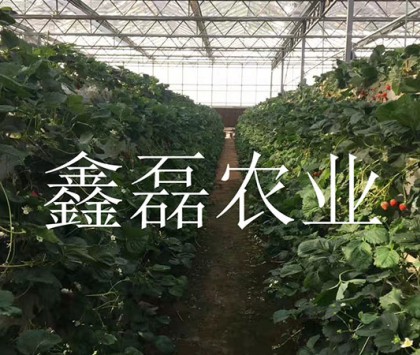 花卉、育苗基地